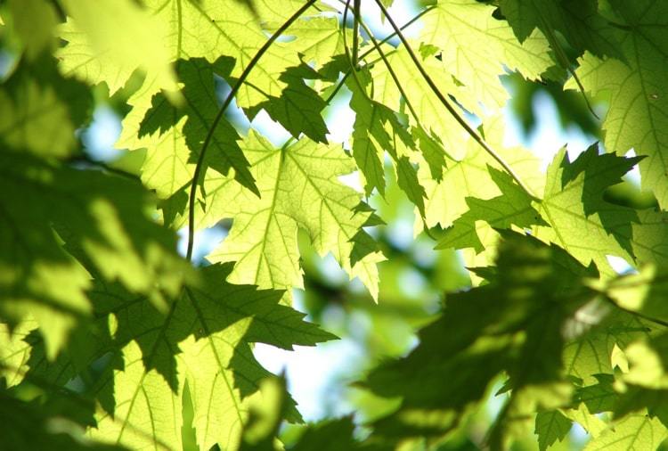 green leaves in a tree canopy